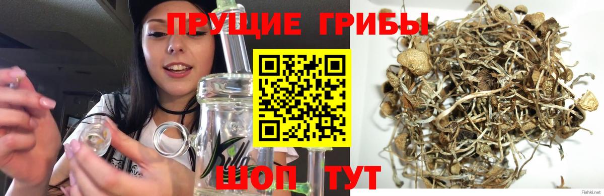 Псилоцибиновые грибы Psilocybine cubensis Новочебоксарск